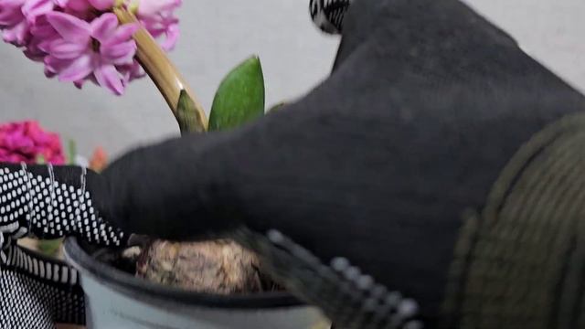 히아신스.꽃 많이 보려면 꽃이 진 후에 이렇게 해야 합니다. смотреть онлайн