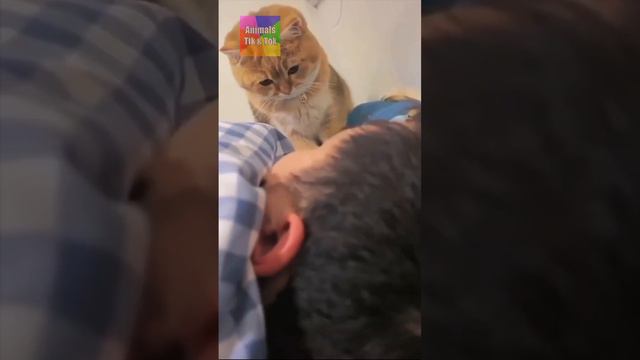Увидеть, как Вы будете Смеяться Над Этими Животными 2023 - Невероятно! 😹 ПРИКОЛЫ с Животными #4 смотреть онлайн