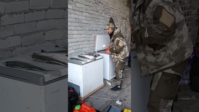 Кольский полуостров, Баренцево море, губа Порчниха, ловля горбуши, оприходовали наш улов смотреть онлайн