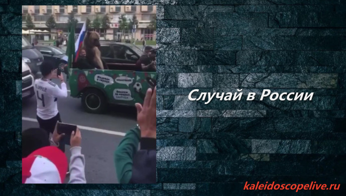 И снова медведи в городе ))) смотреть онлайн