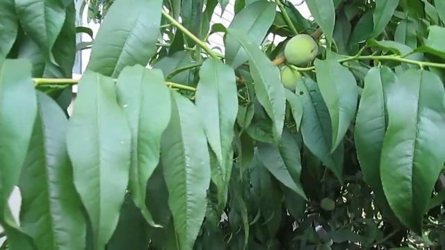 Плодоношение персика в Воронежской области! смотреть онлайн