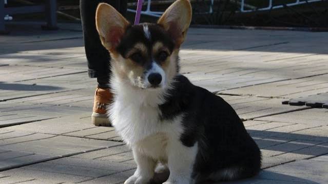 ДТ 148. Вельш корги пемброк. Основы дрессировки