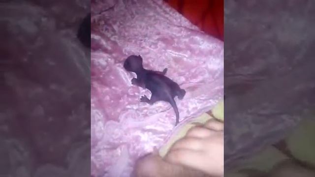 котята сфинкса,развитие после рождения смотреть онлайн