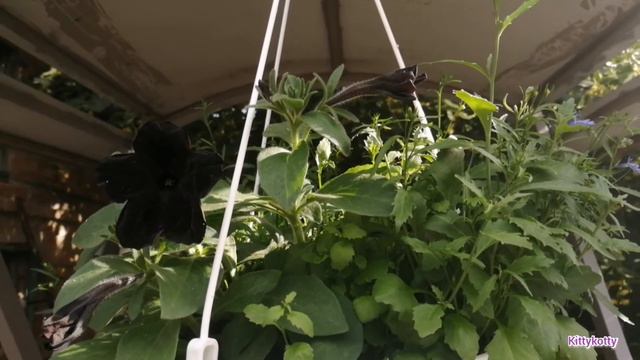 Мои петунии/Необычные цвета