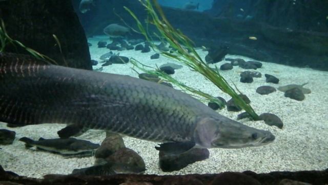 Москвариум 2021 смотреть онлайн