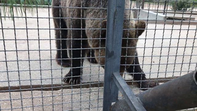 Медведь обожает вкусняшки) Тайган  The Bear Loves Sweets) Taigan