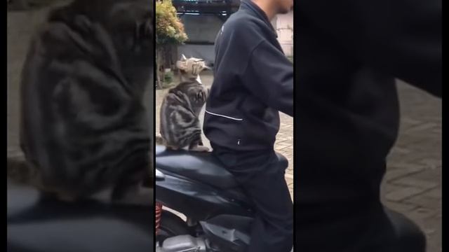 Главный пассажир