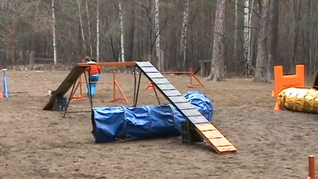 бордер колли Глен, аджилити смотреть онлайн
