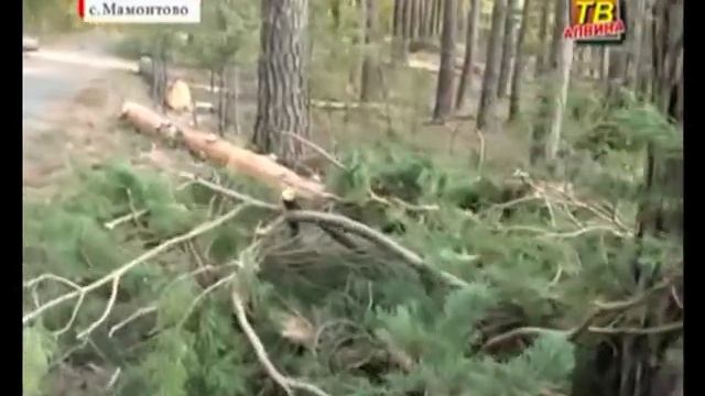 О сосновых борах. смотреть онлайн