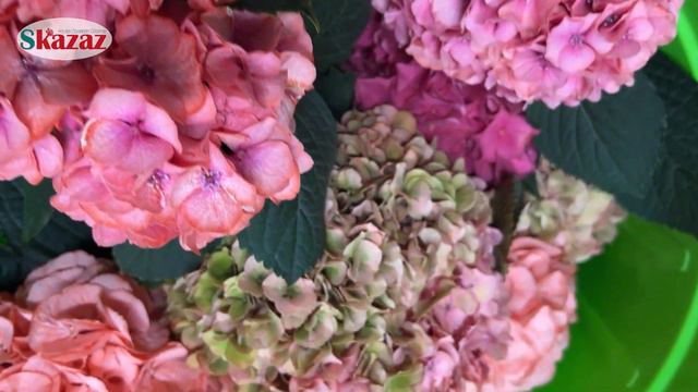 Ortanca Çiçeğinizi İstediğiniz Renge Dönüştürün, How To Change Color of Hydrangea Flowers смотреть онлайн