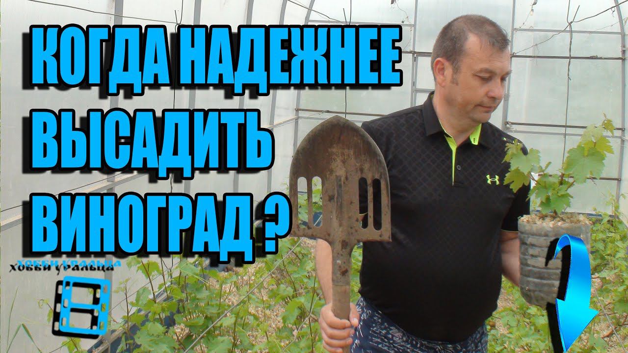 КОГДА 100% ПОСАДКА ВИНОГРАДА? ПОСАДКА ВИНОГРАДА ВЕСНОЙ САЖЕНЦАМИ? ВИНОГРАД В ТЕПЛИЦЕ смотреть онлайн