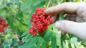 Осторожно! Яд! Бузина. Коротко. Часть первая.