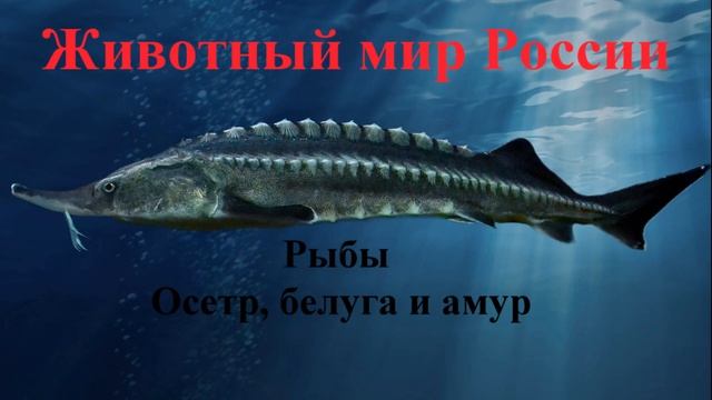 Рыбы Осетр, белуга и амур смотреть онлайн