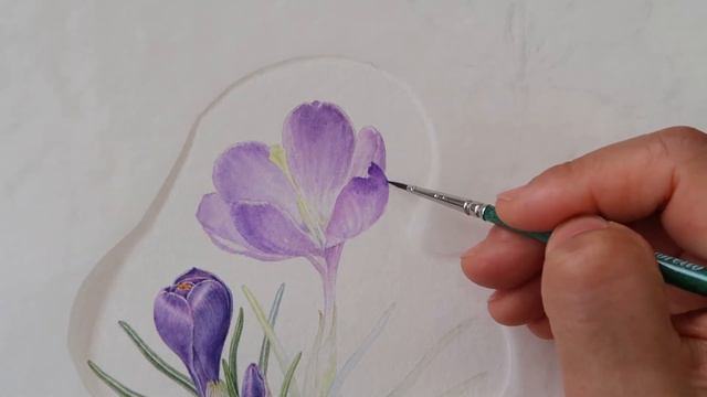 [Botanical Art]크로커스 꽃잎묘사/Crocus petal watercolor depiction смотреть онлайн