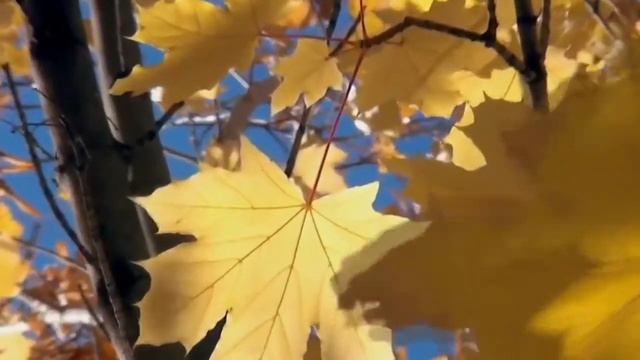 Прекрасная песня группы ДДТ "ОСЕНЬ"(кавер) смотреть онлайн