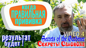 Когда Правильная Прививка - Результат БУДЕТ ! Video 4. Отчет о прививках. Секреты Садовода.