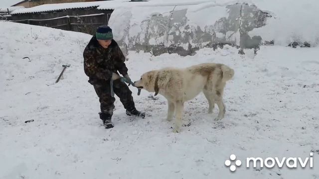 #клеткидлясвиней#Алабай#Делаем клетки свиньям, Артём играет с Арчи.