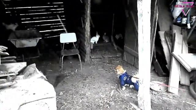 Выходные у бабушки в селе!!!!!!!!!!!!!! смотреть онлайн