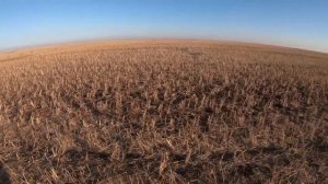 ОХОТА НА ГУСЯ В ДЕТАЛЯХ! ОСЕНЬ 2022! АКМОЛИНСКАЯ ОБЛАСТЬ! КАЗАХСТАН! GOOSE HUNTING