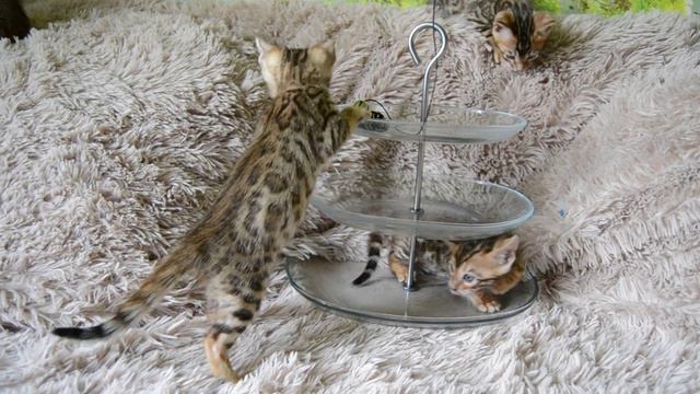 бЕНГАЛЫ BEN N24