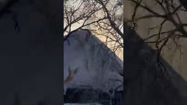 Как снять кота смотреть онлайн