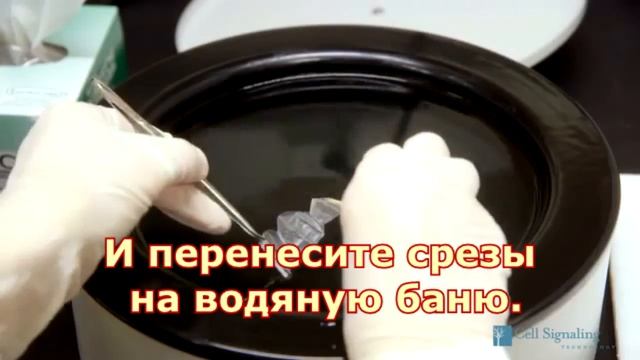 Принципы и техника ИГХ