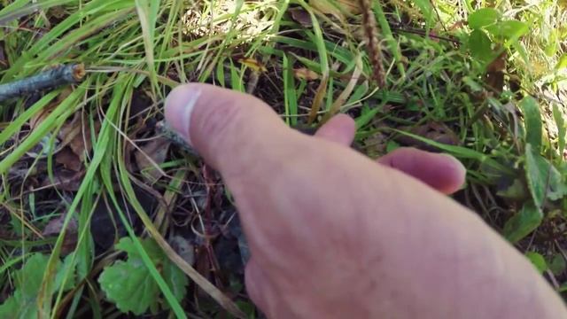 Полевая мышь в поисках мамы смотреть онлайн