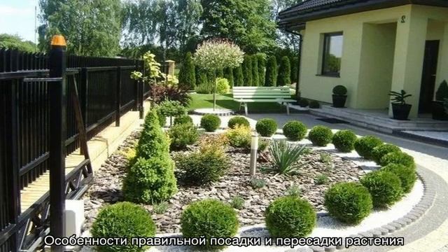 Туя Даника (Danica) шаровидная — описание смотреть онлайн