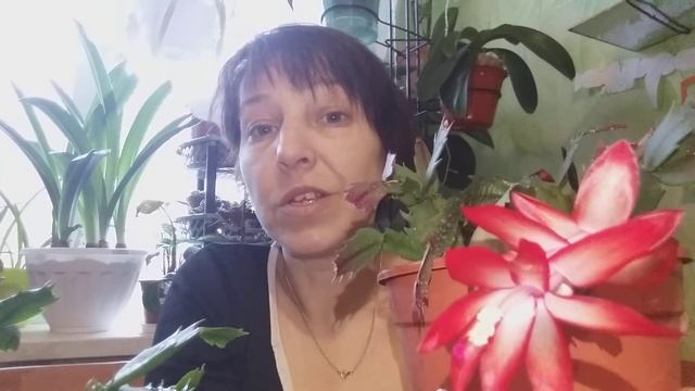 ПОЧЕМУ НЕ ЦВЕТЕТ ШЛЮМБЕРГЕРА?ОТВЕТ В ПРАВИЛЬНОМ ПОЛИВЕ И ЯРКОМ ОСВЕЩЕНИИ. смотреть онлайн