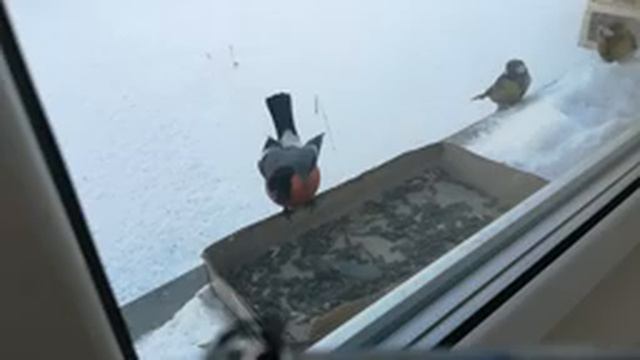 Снегирь. Кто на кормушке хозяин! смотреть онлайн