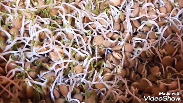 Чечевица. Выращивание в домашних условиях! Проросла! смотреть онлайн