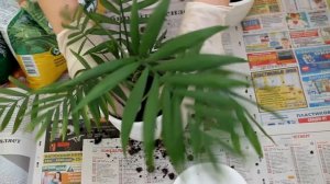 Пересадка хамедореи. [Надежда и Мир]