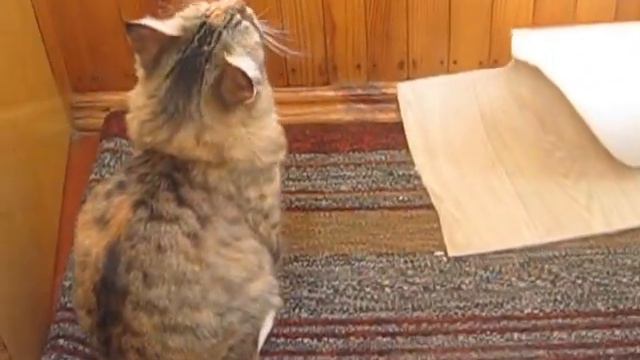 Кошка лает.AVI смотреть онлайн
