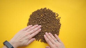 КАК ПЕРЕВЕСТИ КОШКУ ИЛИ СОБАКУ НА СУХОЙ КОРМ