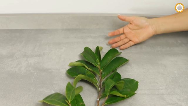 Chá de folha de graviola e seus benefícios para imunidade, saúde geral e contra vírus e bactérias смотреть онлайн