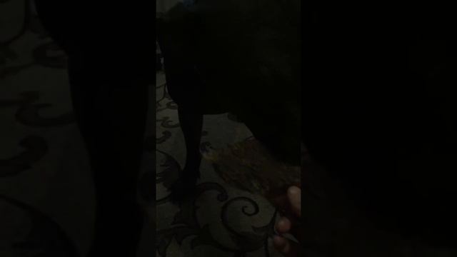 Питбуль пожирает желудок говядины смотреть онлайн