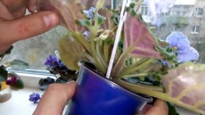 Как размножить фиалку цветоносом! Результат 100%! Тонкости и особенности.