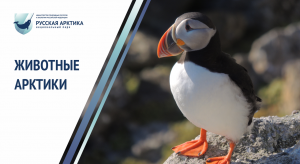 Иван Мизин "О важном"