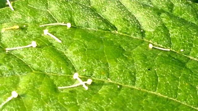 Лилия, гортензия и лютик смотреть онлайн