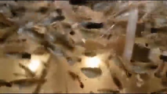 Гуппи черный guppy full black смотреть онлайн