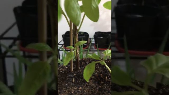What to Expect: Flowering Basil Plants смотреть онлайн
