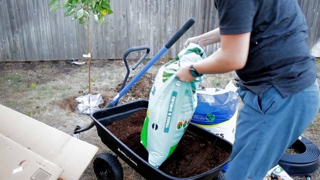 White Dogwood Tree From FastGrowingTrees.com | Order, Plant, Review