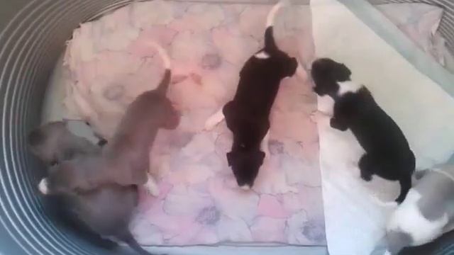 Щенки уиппета, 3 недели смотреть онлайн