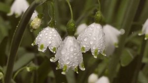 Весенние футажи, Подснежники! Сборник  Бесплатных Весенних Футажей для видеомонтажа HD (2021 год)