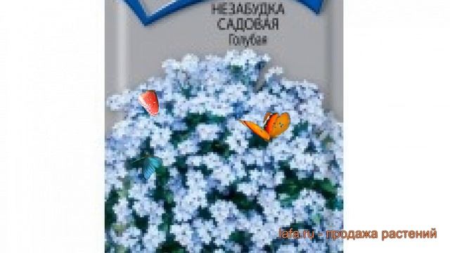 Незабудка садовая Голубая (golubaya) ? незабудка Голубая обзор: как сажать семена незабудки Голубая смотреть онлайн