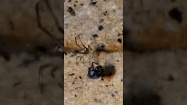 אלמנה חומה Latrodectus geometricus(2) смотреть онлайн