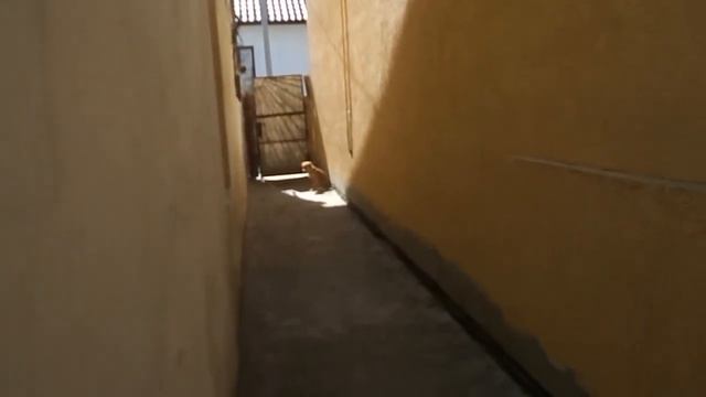 Приколы с животными. Собака воет на колокола церковные смотреть онлайн