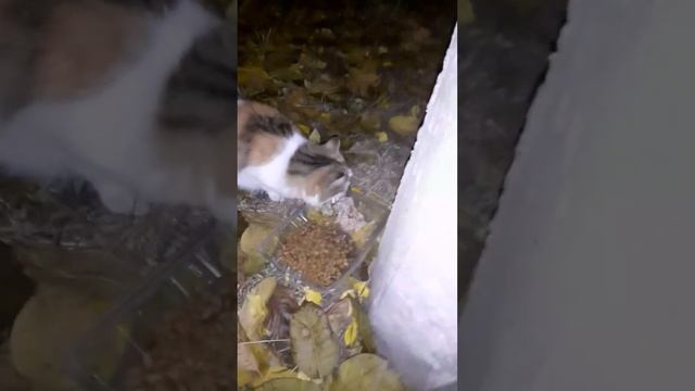 Очень жалко кошек,приходят очень голодные,людей боятся,покормила и оставила ещё еды смотреть онлайн