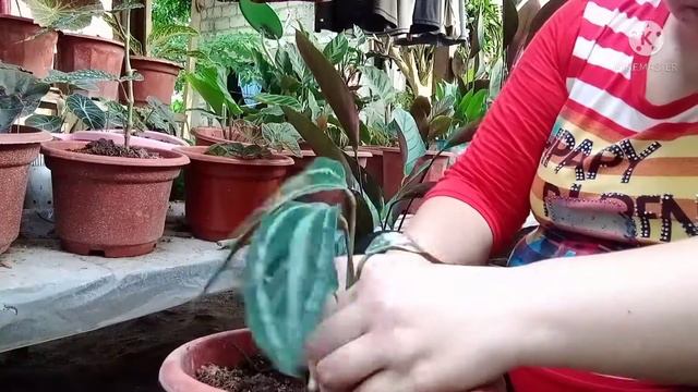 PROPAGATING CALATHEA MEDALLION, GREYSTAR, LIETZEI. HIRAP ALAGAAN ANG CALATHEA + ALAMIN MO ITO смотреть онлайн