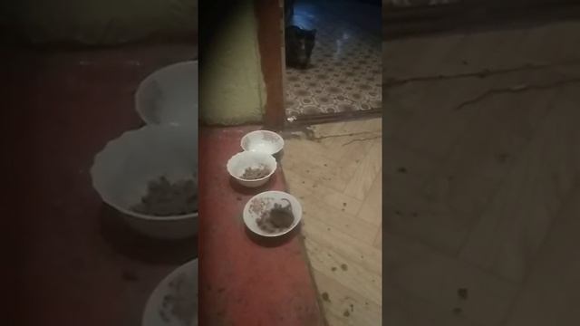 кошка кормит мышку. смотреть онлайн